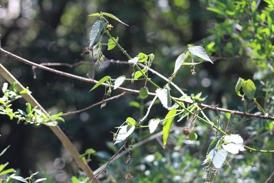 Ayenia urticifolia, photographed by demianlescano