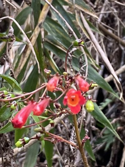 Sinningia gigantifolia, photographed by Jean-Paul Boerekamps