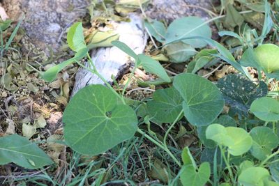 Aristolochia fimbriata, photographed by demianlescano