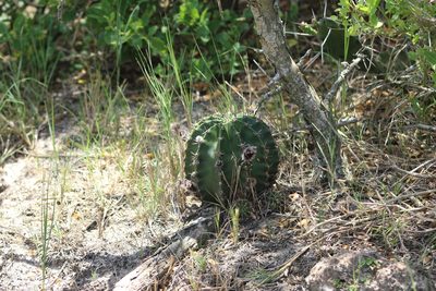 Echinopsis oxygona, photographed by demianlescano