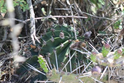 Echinopsis oxygona, photographed by demianlescano