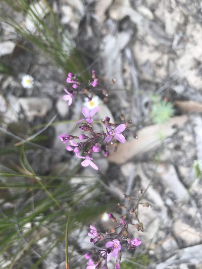 Stylidium tenue, photographed by Ann Bentley