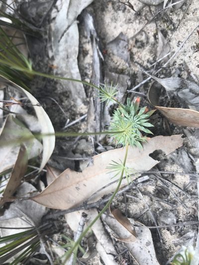 Stylidium tenue, photographed by Ann Bentley