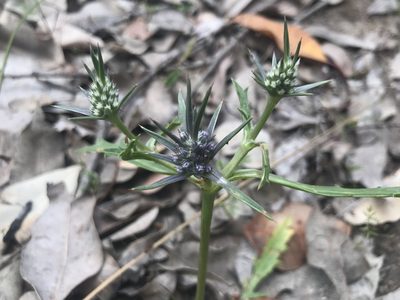 Eryngium pinnatifidum, photographed by Ann Bentley