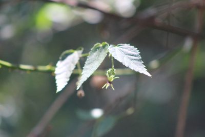 Ayenia urticifolia, photographed by demianlescano