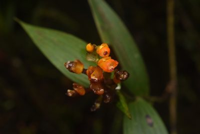 Elleanthus aurantiacus, photographed by Sebastian Serna Muñoz