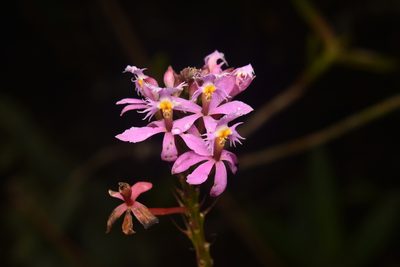 Epidendrum arachnoglossum, photographed by Sebastian Serna Muñoz