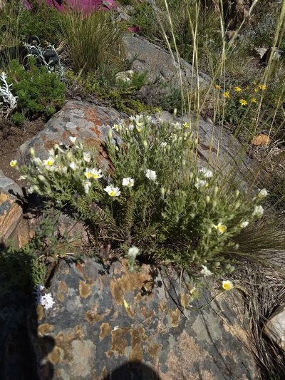 Nierembergia tandilensis, photographed by Mauro Fossati