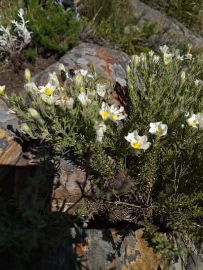 Nierembergia tandilensis, photographed by Mauro Fossati