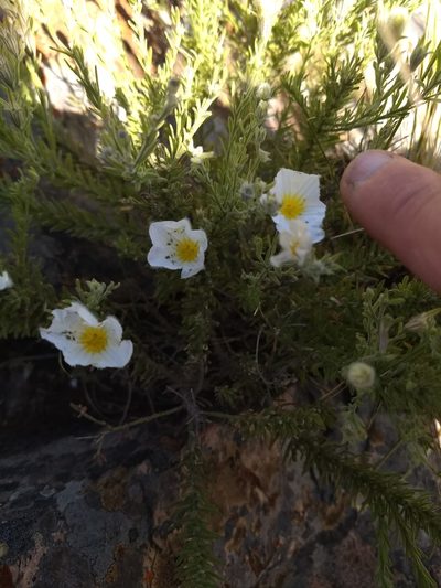 Nierembergia tandilensis, photographed by Mauro Fossati