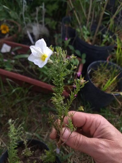Nierembergia tandilensis, photographed by Mauro Fossati