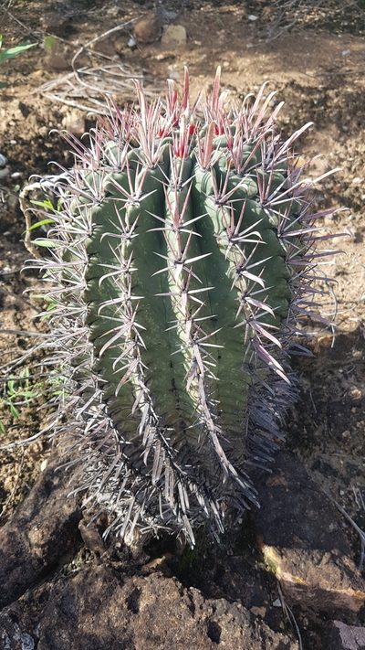 Ferocactus recurvus, photographed by Martín Sánchez Vilchis