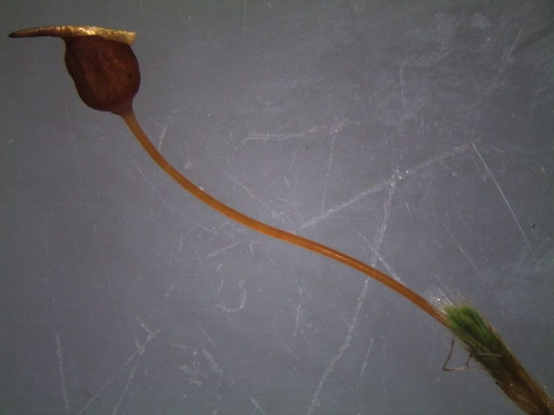 Conostomum pentastichum, photographed by John Steel