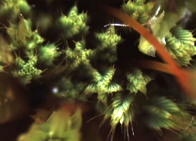 Conostomum pentastichum, photographed by John Steel
