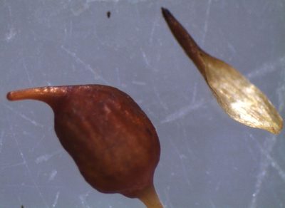 Conostomum pentastichum, photographed by John Steel
