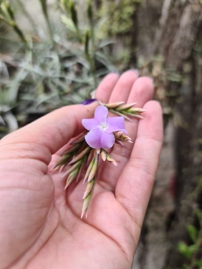 Tillandsia streptocarpa, photographed by Sol Quipildor