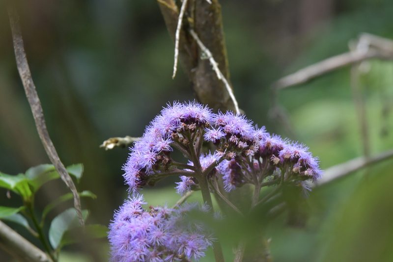 Bartlettina sordida, photographed by Christopher Stephens
