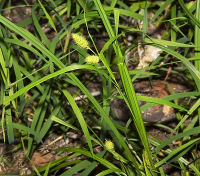 Carex typhina, photographed by Seig