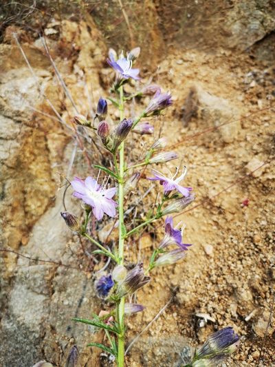 Malesherbia linearifolia, photographed by Aira Francisca Faúndez Fallau
