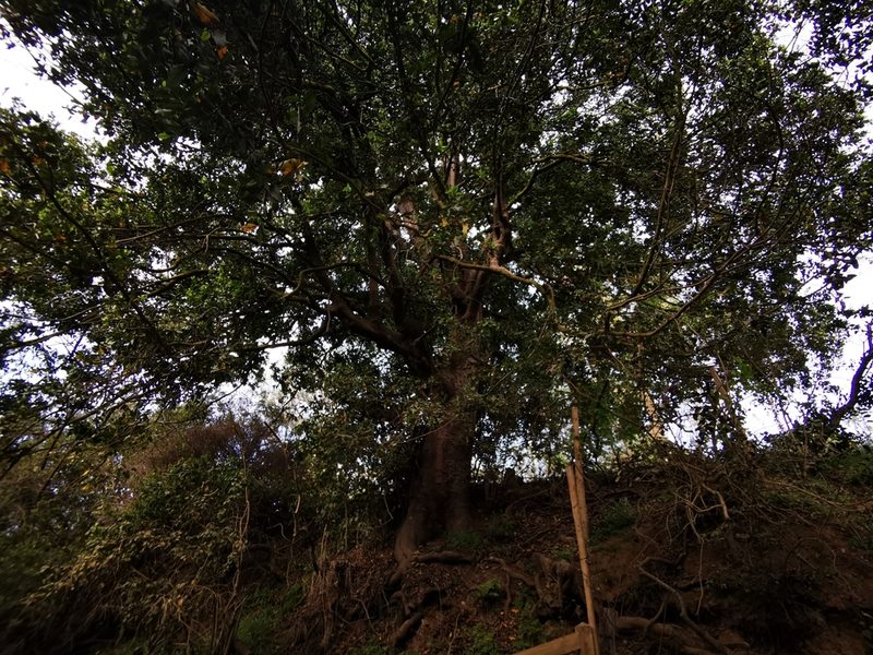 Beilschmiedia miersii, photographed by Aira Francisca Faúndez Fallau