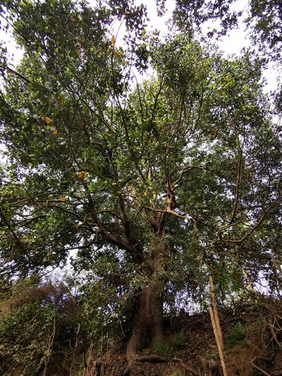 Beilschmiedia miersii, photographed by Aira Francisca Faúndez Fallau