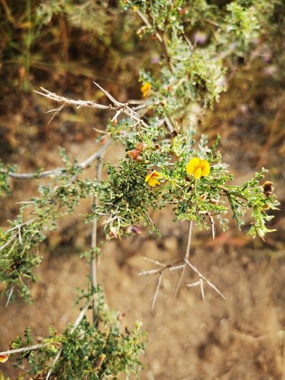 Adesmia microphylla, photographed by Aira Francisca Faúndez Fallau