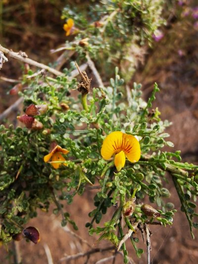 Adesmia microphylla, photographed by Aira Francisca Faúndez Fallau