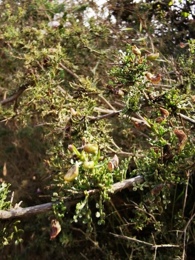 Adesmia microphylla, photographed by Aira Francisca Faúndez Fallau