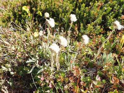 Antennaria lanata, photographed by John Brew