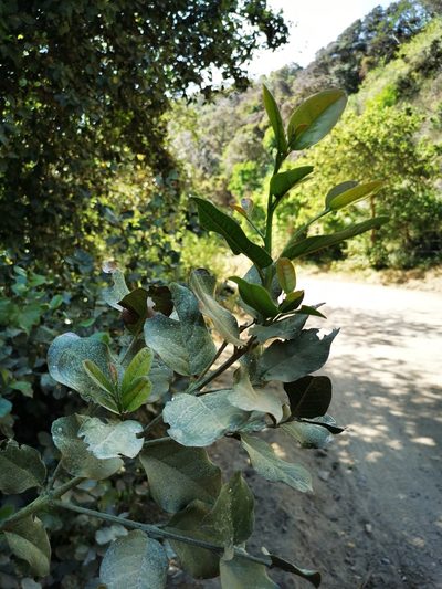 Beilschmiedia miersii, photographed by Aira Francisca Faúndez Fallau