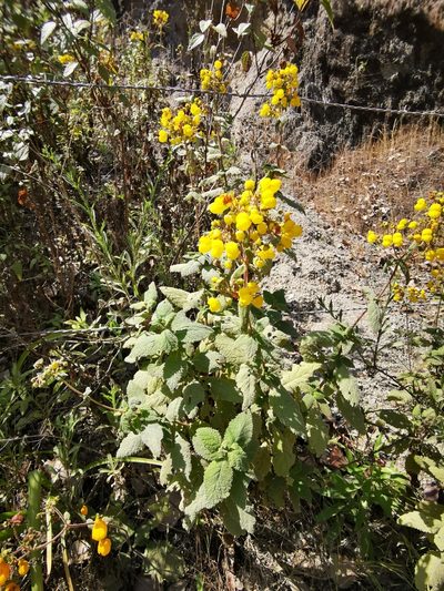 Calceolaria rubiginosa, photographed by Aira Francisca Faúndez Fallau