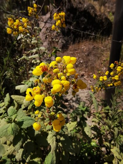 Calceolaria rubiginosa, photographed by Aira Francisca Faúndez Fallau