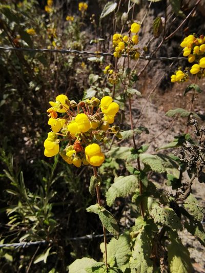Calceolaria rubiginosa, photographed by Aira Francisca Faúndez Fallau