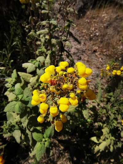 Calceolaria rubiginosa, photographed by Aira Francisca Faúndez Fallau