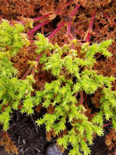 Lastarriaea chilensis, photographed by Aira Francisca Faúndez Fallau