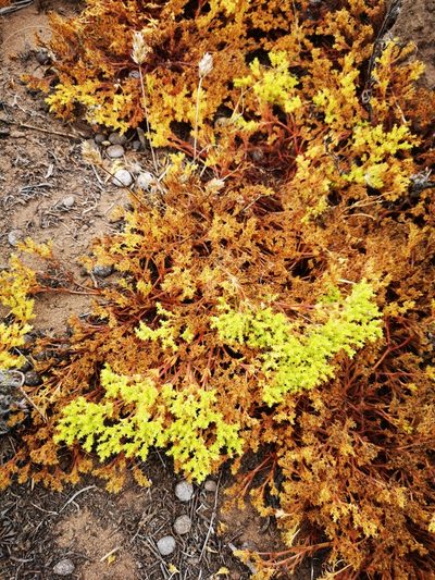 Lastarriaea chilensis, photographed by Aira Francisca Faúndez Fallau