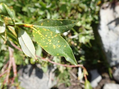Salix barclayi, photographed by John Brew