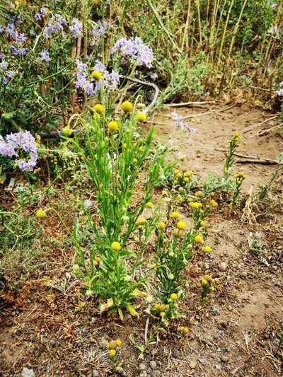 Helenium aromaticum, photographed by Aira Francisca Faúndez Fallau
