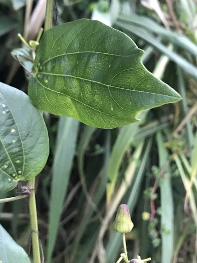 Passiflora cuspidifolia, photographed by Nicolás Baresch Uribe