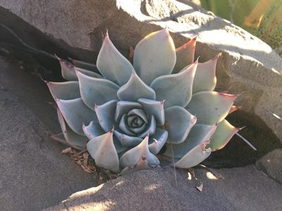 Echeveria cuspidata, photographed by Karla M. Benítez