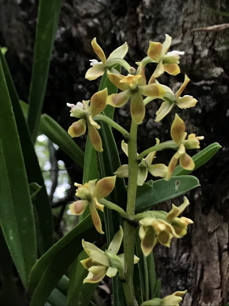 Prosthechea hartwegii, photographed by Nicolás Baresch Uribe