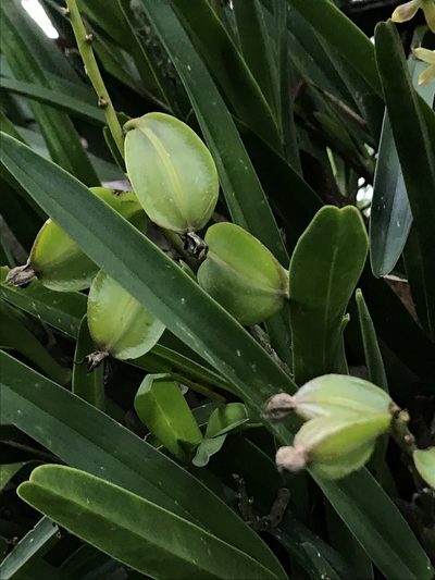 Prosthechea hartwegii, photographed by Nicolás Baresch Uribe
