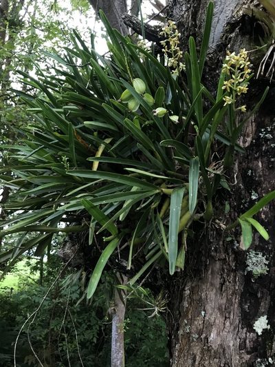 Prosthechea hartwegii, photographed by Nicolás Baresch Uribe