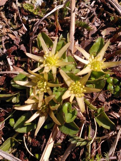 Psychrophila novae-zealandiae, photographed by Loïc Chalmandrier