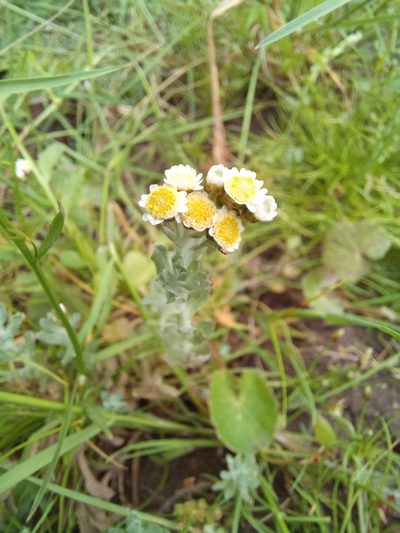 Gnaphalium declinatum, photographed by kevin koen