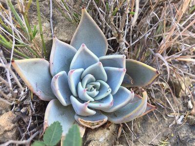 Echeveria cuspidata, photographed by Karla M. Benítez