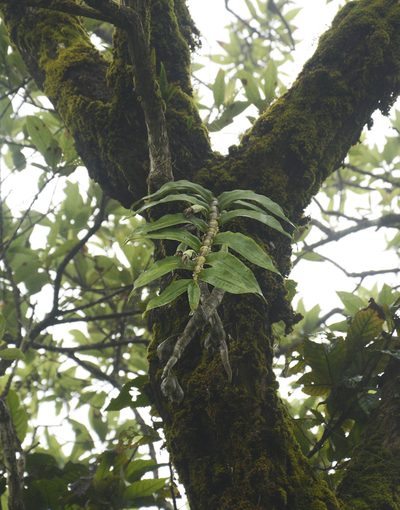 Dendrobium aqueum, photographed by Siddarth Machado