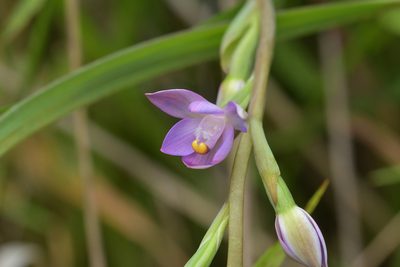 Thelymitra pauciflora, photographed by Christopher Stephens