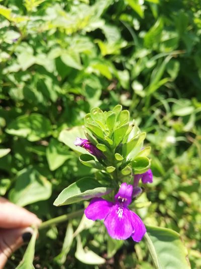 Justicia carthaginensis, photographed by Carlos Bolaños
