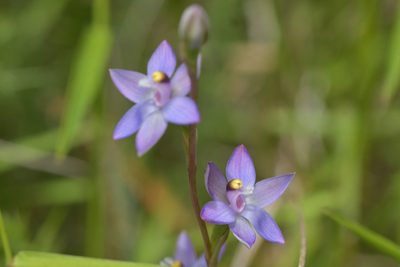 Thelymitra pauciflora, photographed by Christopher Stephens